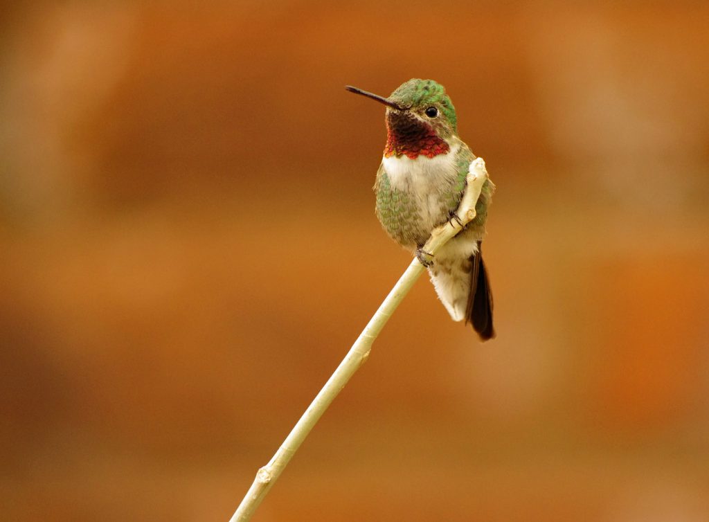 Perched Hummer - Mark Huddleston